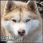 Sirokami husky